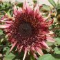 15 Pcs Double Dandy Hybrid Sunflower Ornamental