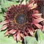15 Pcs Double Dandy Hybrid Sunflower Ornamental
