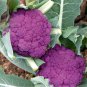50 Pcs Graffiti Dark Purple Cauliflower Hybrid Brassica Oleracea