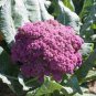 50 Pcs Graffiti Dark Purple Cauliflower Hybrid Brassica Oleracea