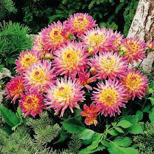 20 Pcs 'Honey' Dahlia Pinnata Flower Garden Bonsai Compact Orange Flowers
