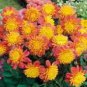20 Pcs 'Honey' Dahlia Pinnata Flower Garden Bonsai Compact Orange Flowers