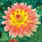 20 Pcs 'Honey' Dahlia Pinnata Flower Garden Bonsai Compact Orange Flowers