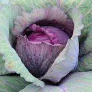 10 Pcs Heirloom Red Acre Cabbage