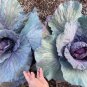 10 Pcs Heirloom Red Acre Cabbage