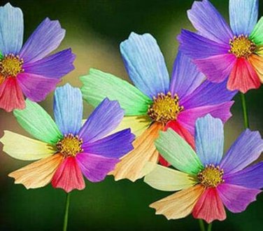 Amazing Rainbow Coreopsis Cosmos Seeds, rare cosmos chrysanthemum home garden flowers