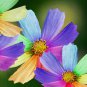 Amazing Rainbow Coreopsis Cosmos Seeds, rare cosmos chrysanthemum home garden flowers