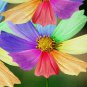 Amazing Rainbow Coreopsis Cosmos Seeds, rare cosmos chrysanthemum home garden flowers