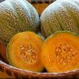 20 Pcs Rare Canadian Heirloom Oka Melon Bizard Island Strain Cucumis Melo