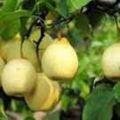 5 Pcs Pear Chinese White Sand Pear