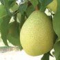 5 Pcs Pear Chinese White Sand Pear