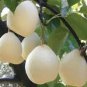 5 Pcs Pear Chinese White Sand Pear