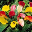 20 Pcs Rare Mixed Colorful Calla Lily Flowers