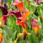 20 Pcs Rare Mixed Colorful Calla Lily Flowers