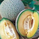 10 Pcs Heirloom Blenheim Orange Melon 10 Pcs Heirloom Blenheim Orange Melon