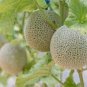 10 Pcs Heirloom Blenheim Orange Melon
