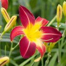 Hybrid Taglilie Blumen Samen Hemerocallis Lily Seeds for Indoor Bonsai Home Garden Supply Hybrid Taglilie Blumen Samen Hemerocallis Lily Seeds for Indoor Bonsai Home Garden Supply