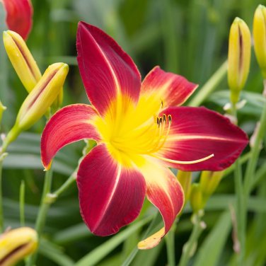Hybrid Taglilie Blumen Samen Hemerocallis Lily Seeds for Indoor Bonsai Home Garden Supply