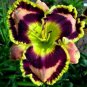Hybrid Taglilie Blumen Samen Hemerocallis Lily Seeds for Indoor Bonsai Home Garden Supply