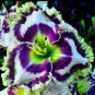 Hybrid Taglilie Blumen Samen Hemerocallis Lily Seeds for Indoor Bonsai Home Garden Supply