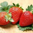100 Pcs Super Giant Red Strawberry Fruit Seeds Apple Maximus Sized