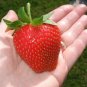 100 Pcs Super Giant Red Strawberry Fruit Seeds Apple Maximus Sized
