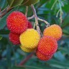 5 Pcs Madrone Killarney Waxberry Tree Arbutus Unedo