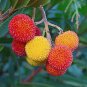 5 Pcs Madrone Killarney Waxberry Tree Arbutus Unedo