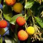 5 Pcs Madrone Killarney Waxberry Tree Arbutus Unedo