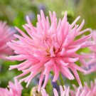 20 Pcs 'Park Princess' Pink Spider Dahlia Pinnata Flower