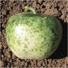 10 Pcs Heirloom Large Apple Gourd Lagenaria Siceraria 10 Pcs Heirloom Large Apple Gourd Lagenaria Siceraria