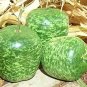 10 Pcs Heirloom Large Apple Gourd Lagenaria Siceraria