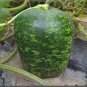 10 Pcs Heirloom Large Apple Gourd Lagenaria Siceraria