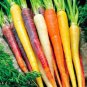 100 Pcs Heirloom Rainbow Yellow White Purple Orange Red Carrot Vegetable Mixed