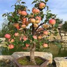 10 Pcs Heirloom Indoor Bonsai Red Apple Tree 10 Pcs Heirloom Indoor Bonsai Red Apple Tree