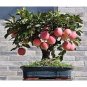 10 Pcs Heirloom Indoor Bonsai Red Apple Tree