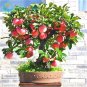 10 Pcs Heirloom Indoor Bonsai Red Apple Tree