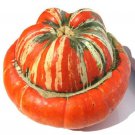 10 Pcs Heirloom Cucurbita maxima 'Incense burner' Squash Ornamental Fruit 10 Pcs Heirloom Cucurbita maxima 'Incense burner' Squash Ornamental Fruit