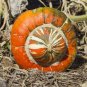 10 Pcs Heirloom Cucurbita maxima 'Incense burner' Squash Ornamental Fruit