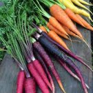Heirloom Rainbow Yellow White Purple Orange Red Carrot Vegetable Mixed Seeds Heirloom Rainbow Yellow White Purple Orange Red Carrot Vegetable Mixed Seeds