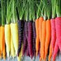 Heirloom Rainbow Yellow White Purple Orange Red Carrot Vegetable Mixed Seeds