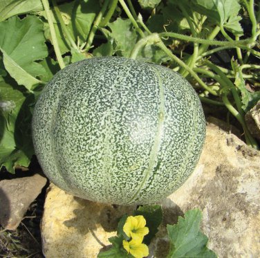 20 Pcs Small Heirloom True French Charentais Gourmet Melon Cucumis Melo