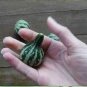 10 Pcs Miniature Tennessee Dancing Spinner Gourd Cucurbita Pepo