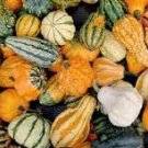 10 Pcs Ornamental Gourds 'Small Mixed' Lagenaria Siceraria