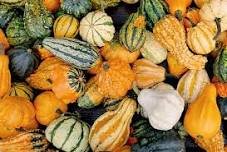 10 Pcs Ornamental Gourds 'Small Mixed' Lagenaria Siceraria