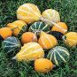 10 Pcs Ornamental Gourds 'Small Mixed' Lagenaria Siceraria