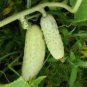 20 Pcs Practical NEW Seeds Cucumber Bilyy Anhel-White Angel Organic Vegetable