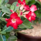 1 Pcs Adenium big blooms colorful desert rose a must for home garden