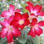 1 Pcs Adenium big blooms colorful desert rose a must for home garden