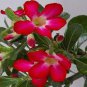 1 Pcs Adenium big blooms colorful desert rose a must for home garden